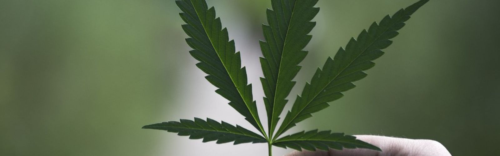 hemp cannabis leaf