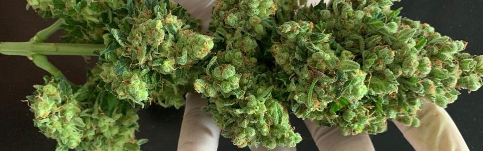 trimmed cannabis bud flower