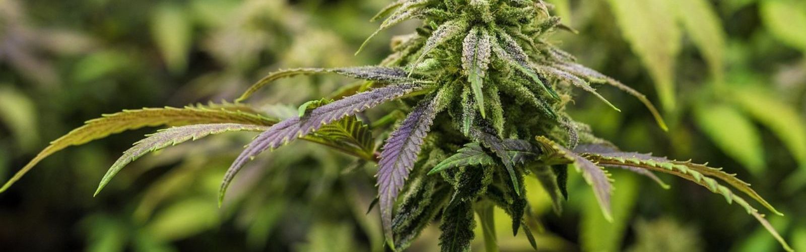 cannabis flower flowers bud plant plants