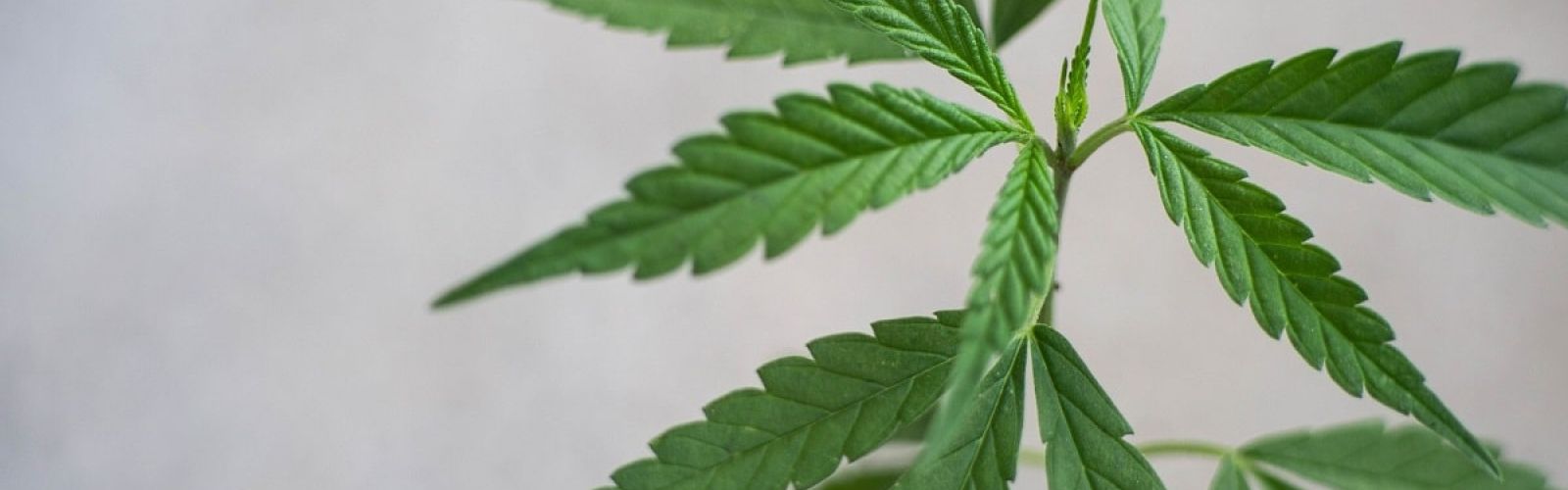 cbd hemp leaf plant cannabis