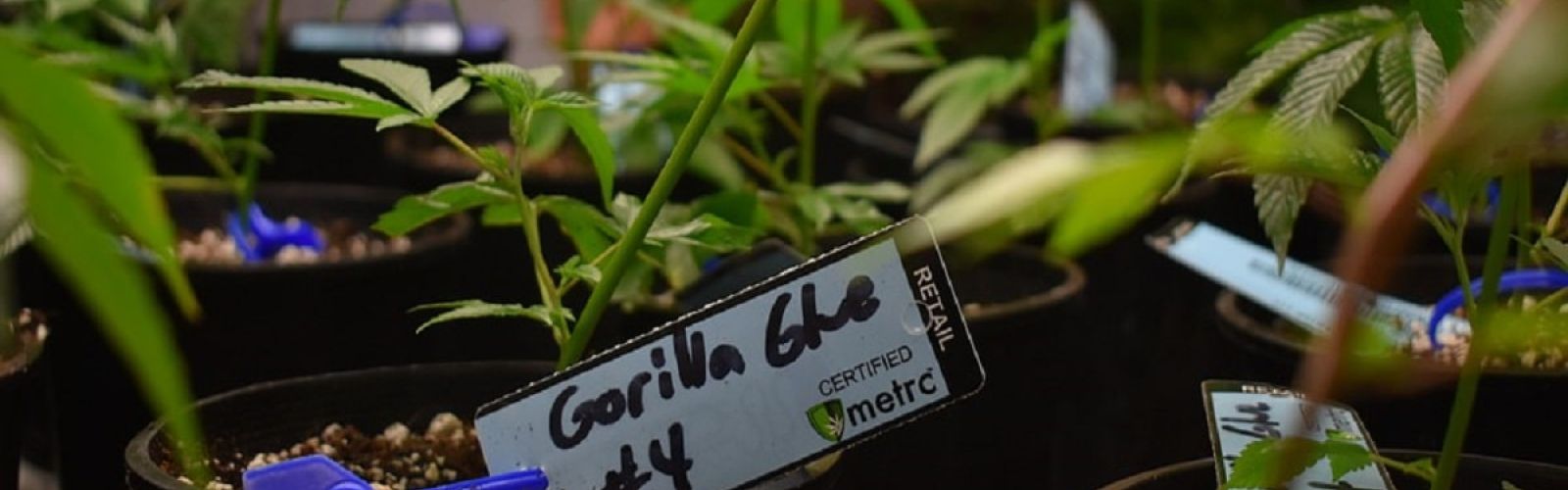 Cannabis plant metrc seed to sale tracking