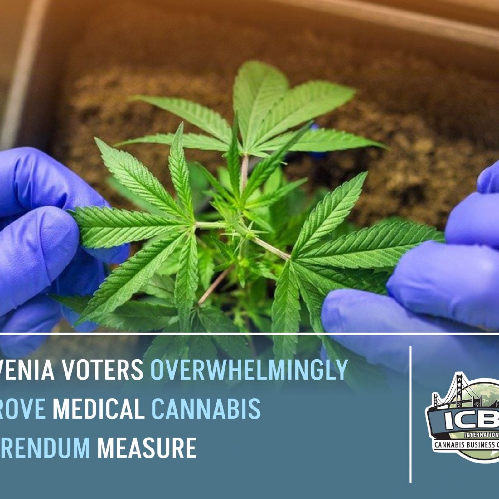 slovenia medical cannabis production vote