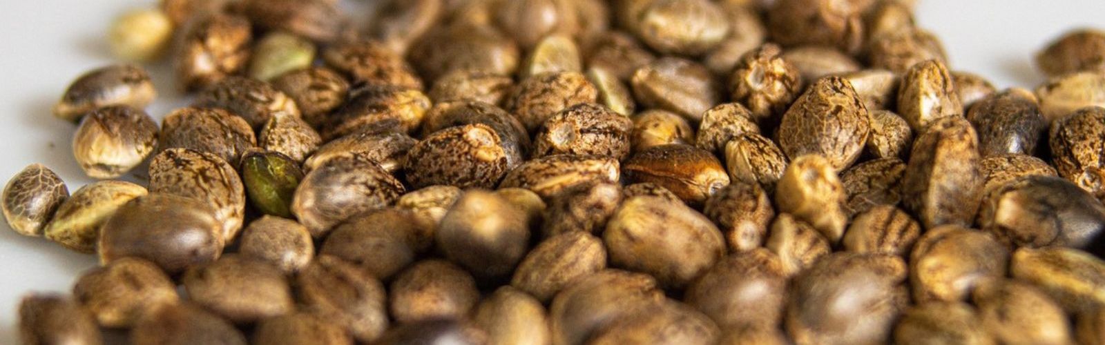 hemp cannabis seeds