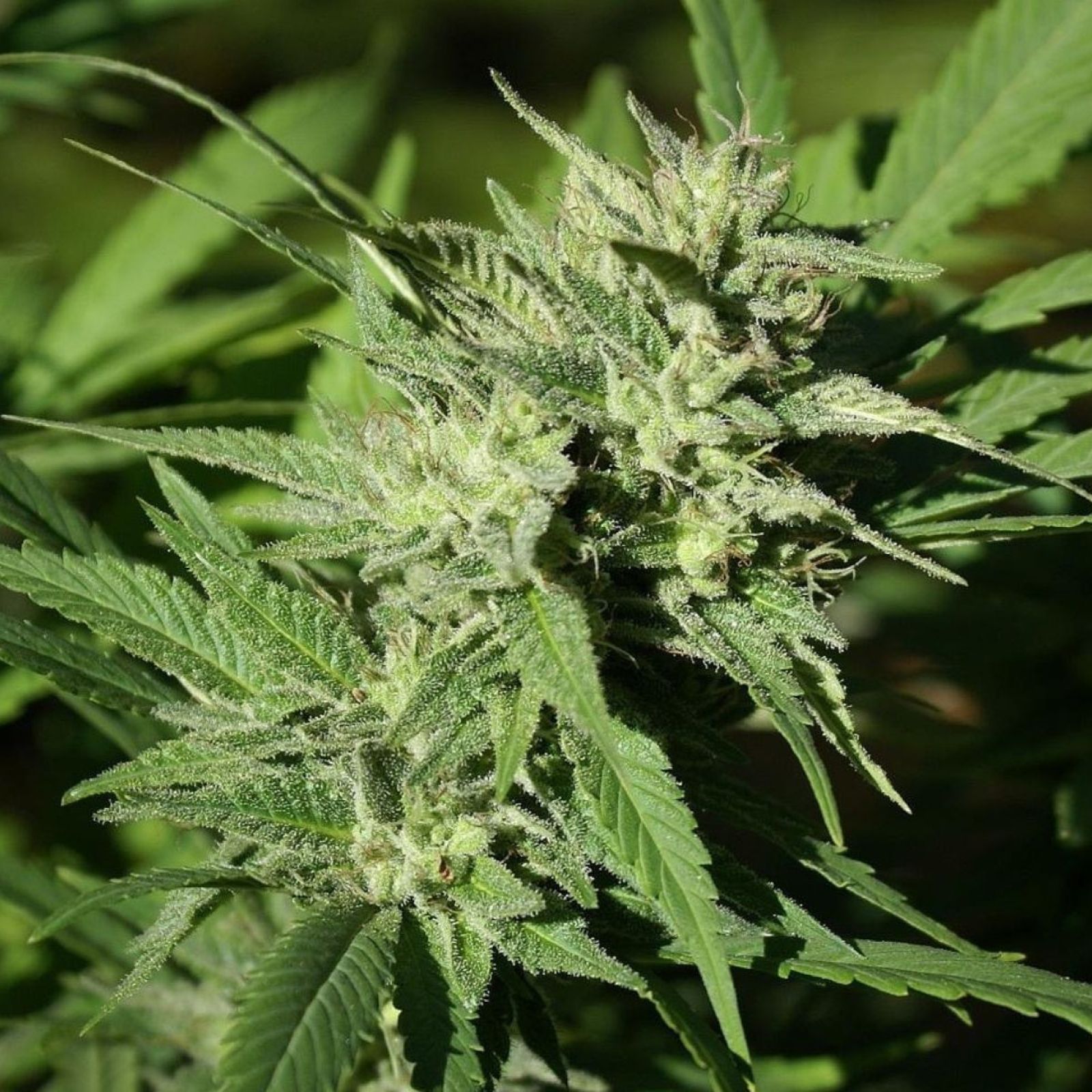cannabis plant bud