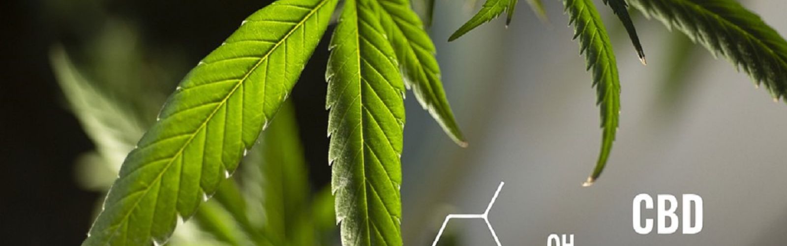 CBD cannabis leaf plant