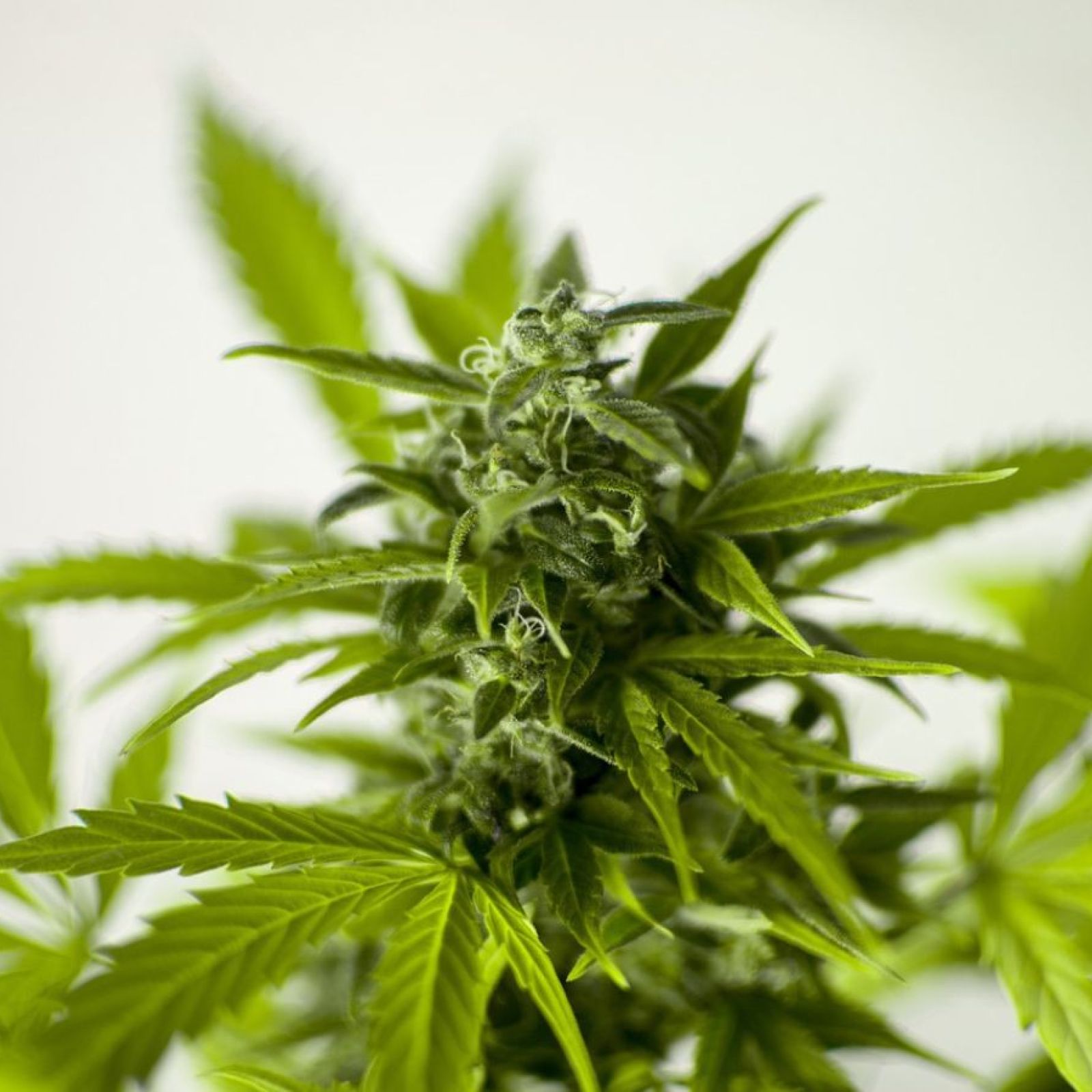 Cannabis plant flower bud garden