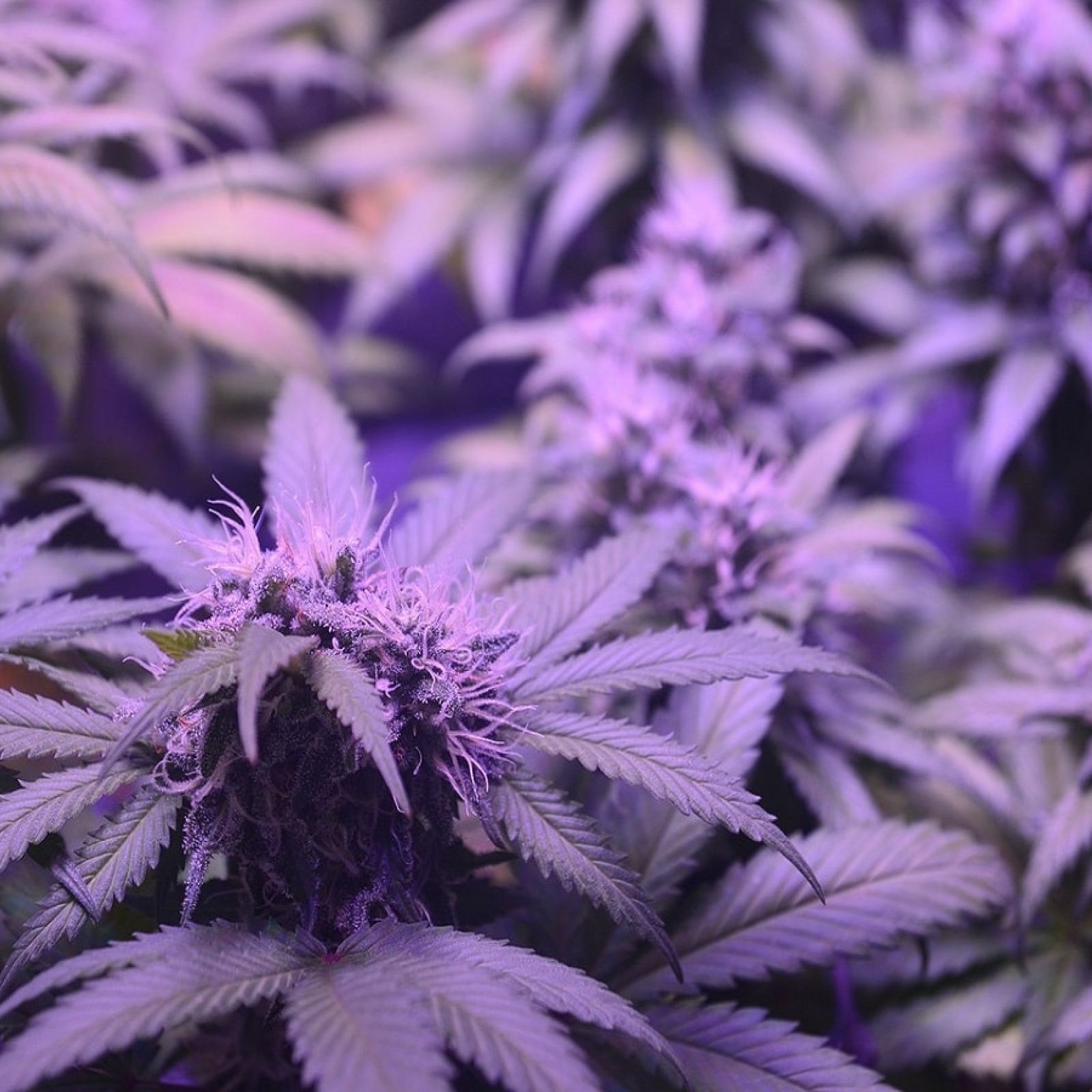 purple cannabis plant flower bud