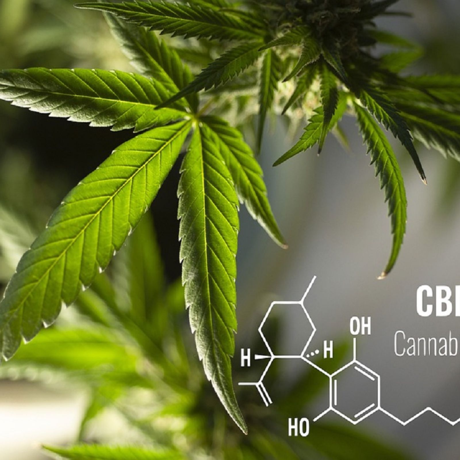 CBD cannabis leaf plant