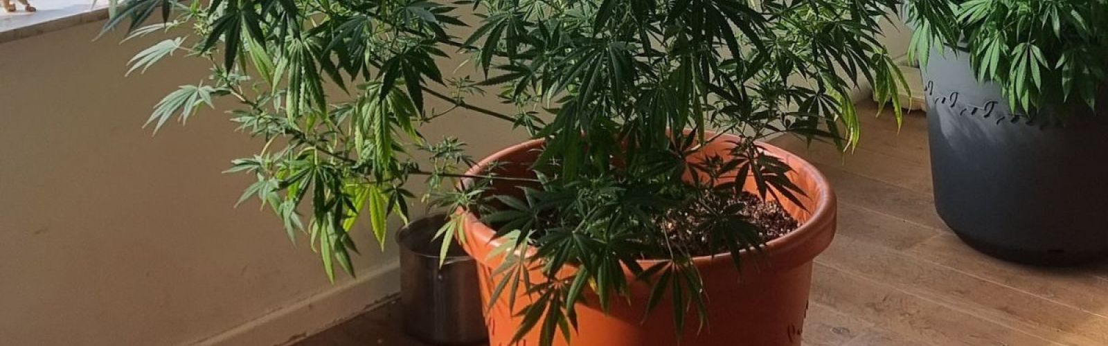 Cannabis Plant