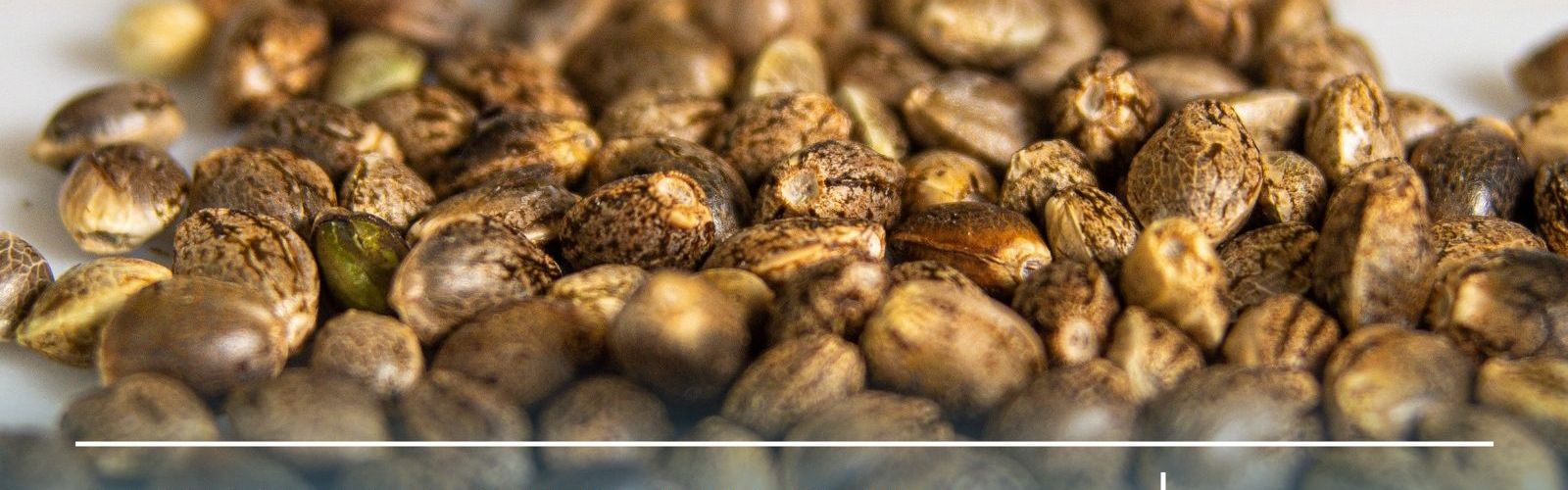 cannabis clones and seeds germany