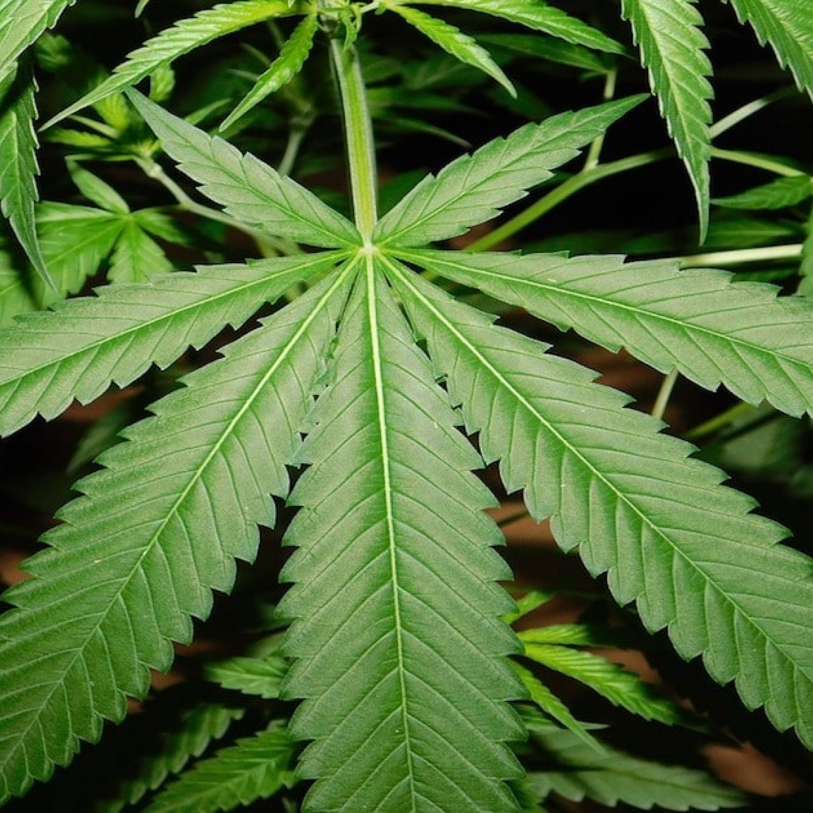 marijuana leaves