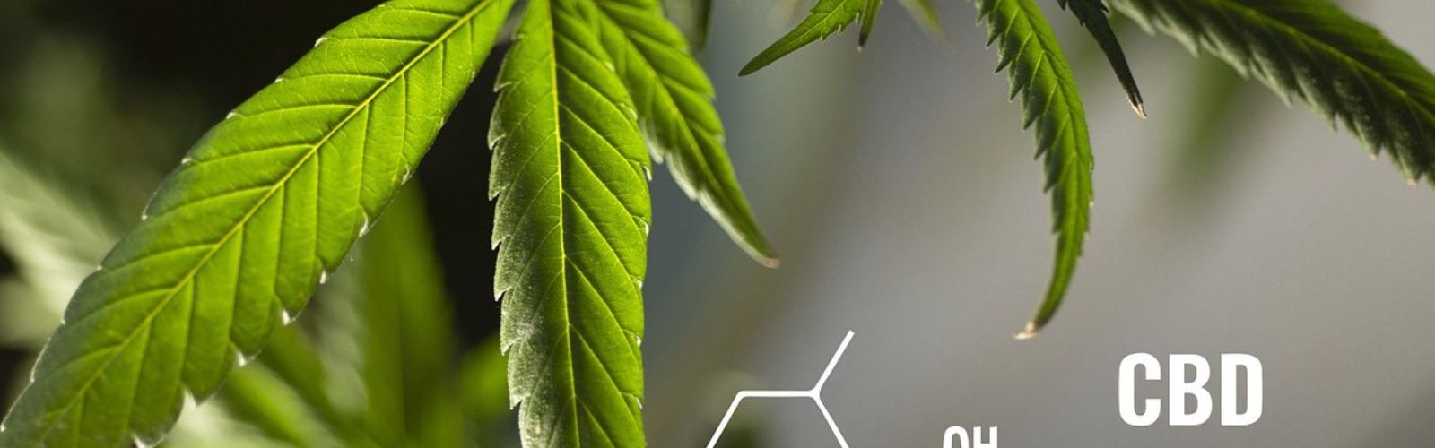 cannabidiol cbd