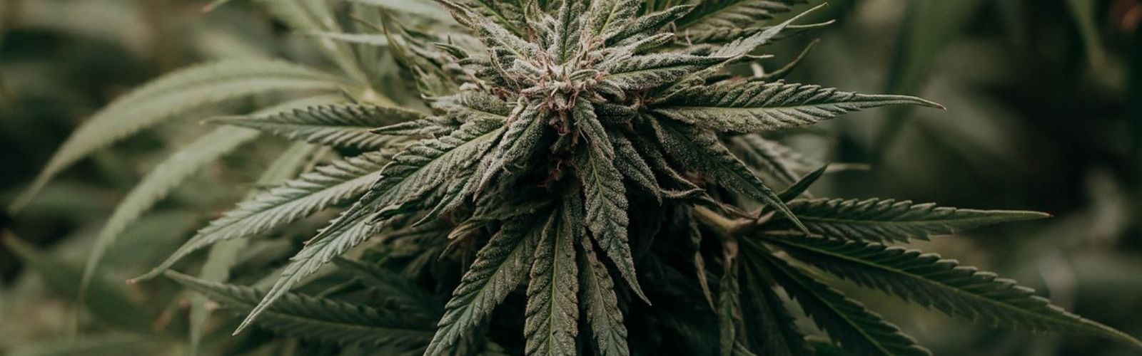 cannabis plant