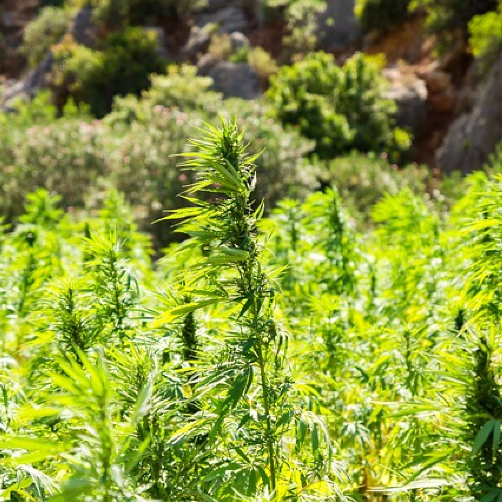 Cannabis Hemp Field
