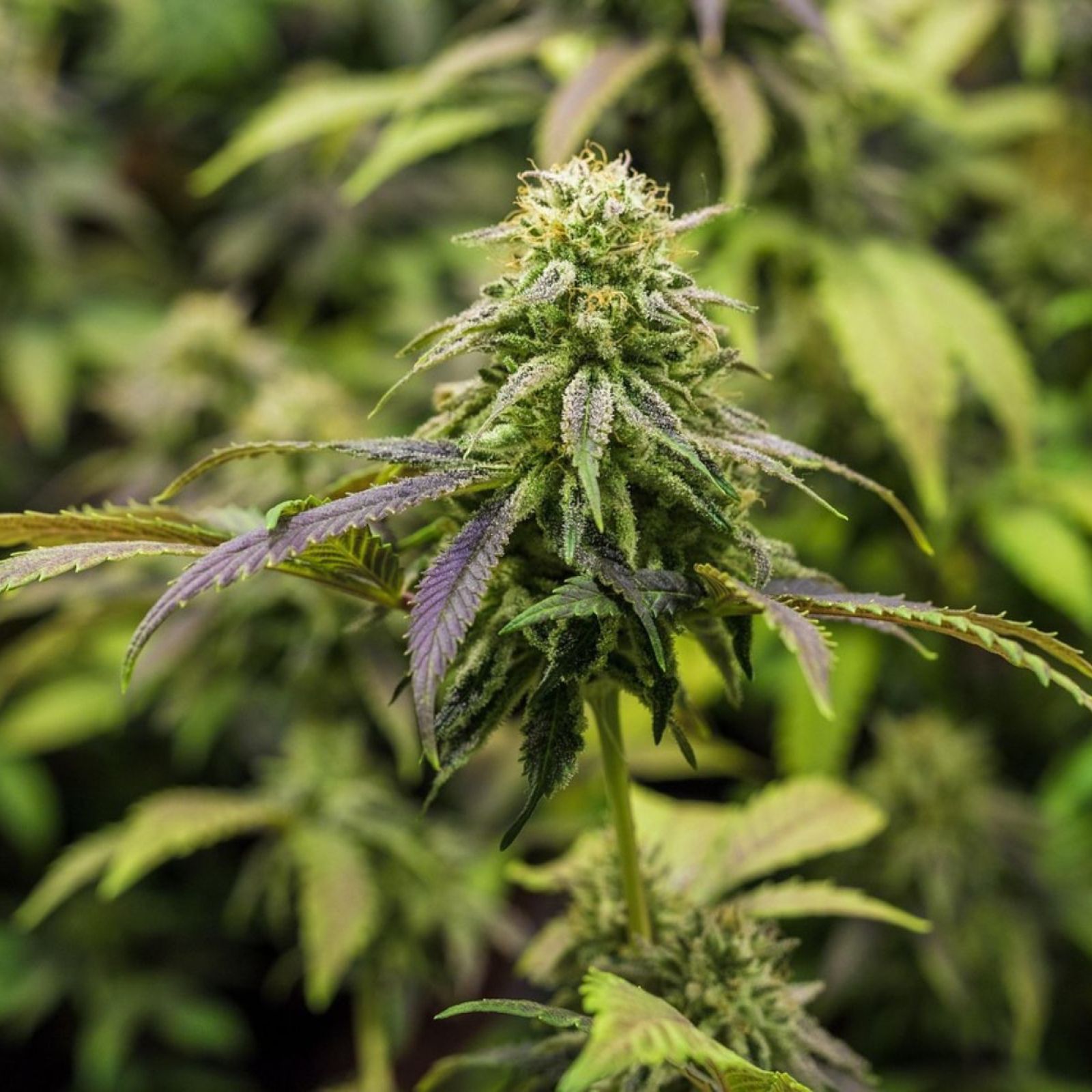 cannabis plant bud flower plants indoor