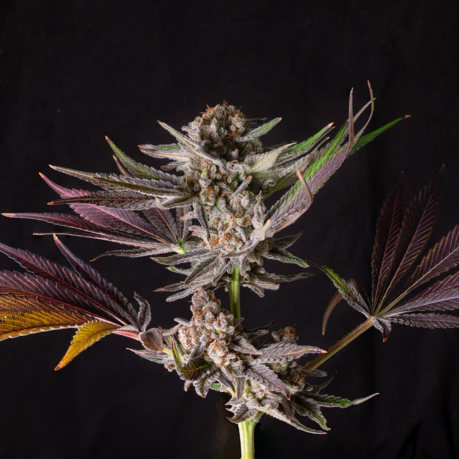 cannabis plant flower bud