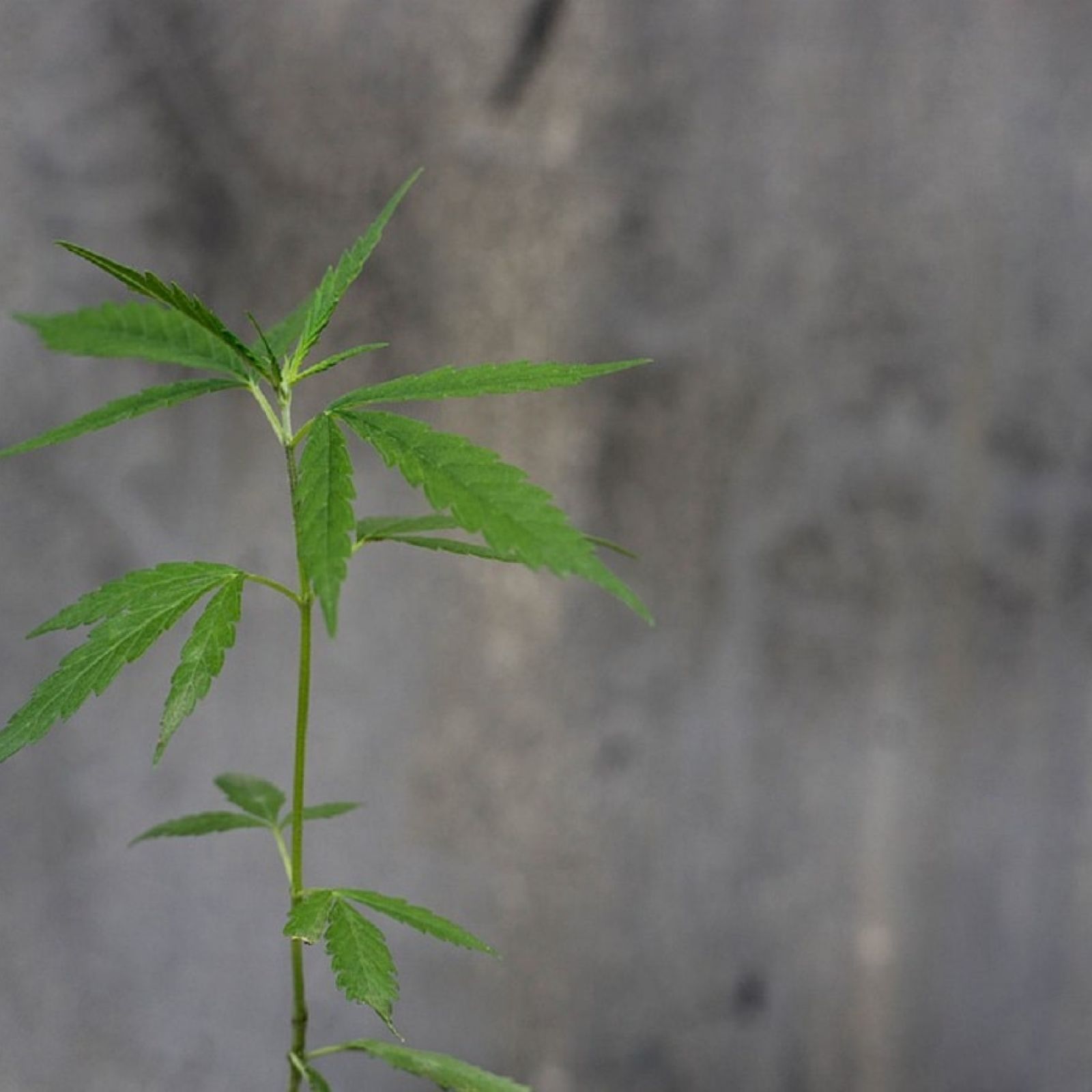 cannabis plant outdoor