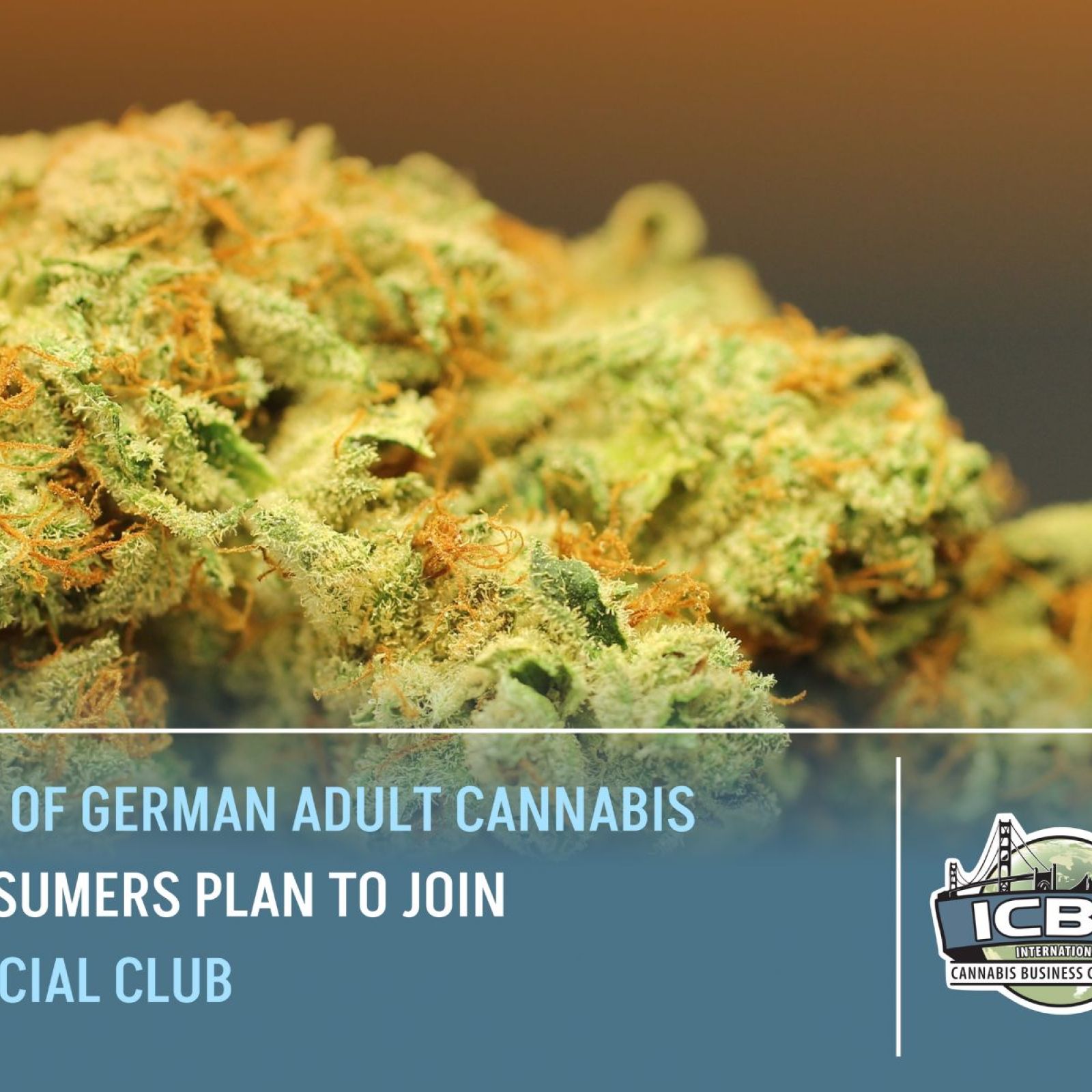 german cannabis clubs pronova bkk poll