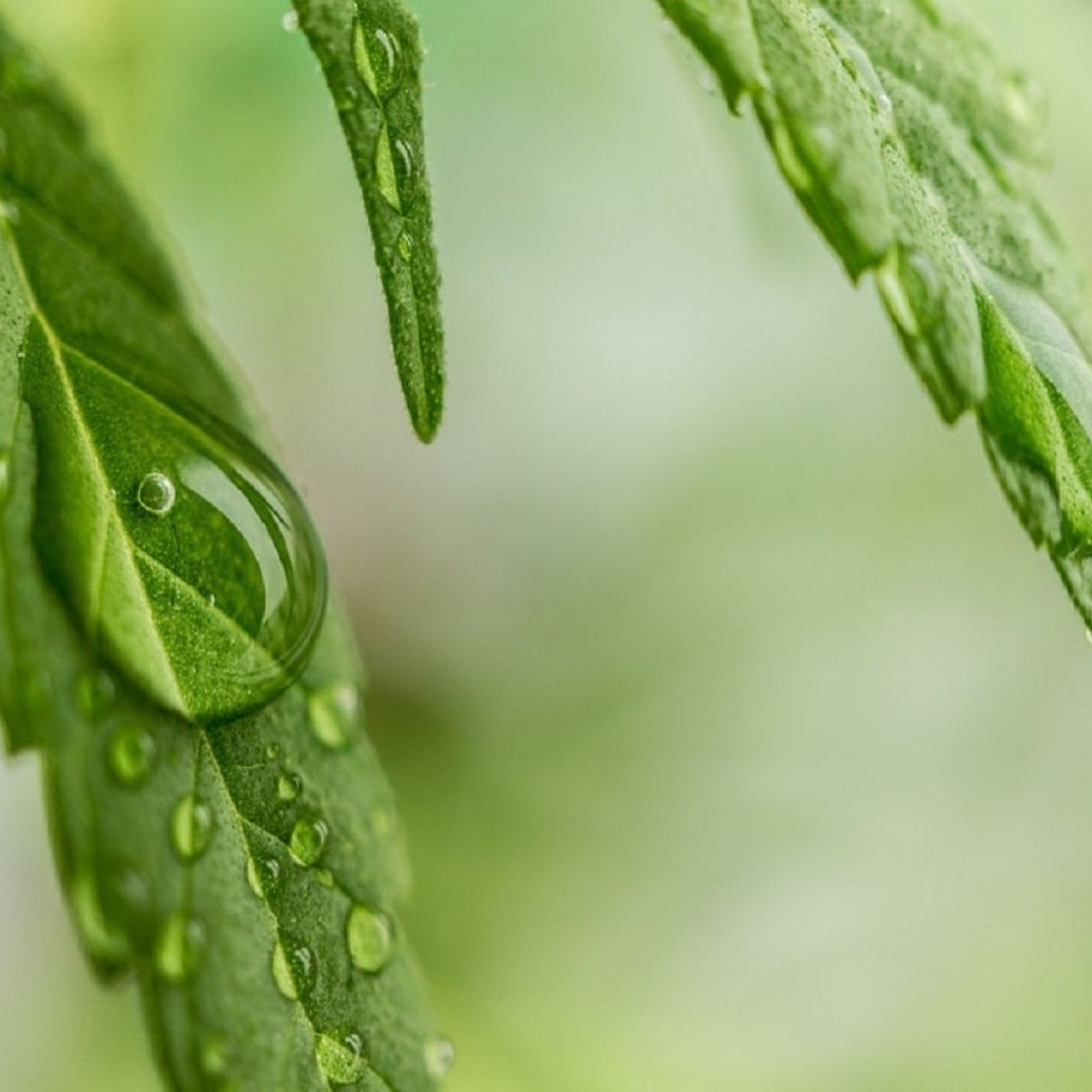 cannabis leaf