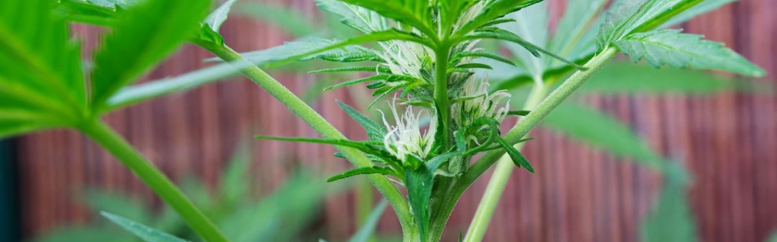 Cannabis plant flower bud budding flowering