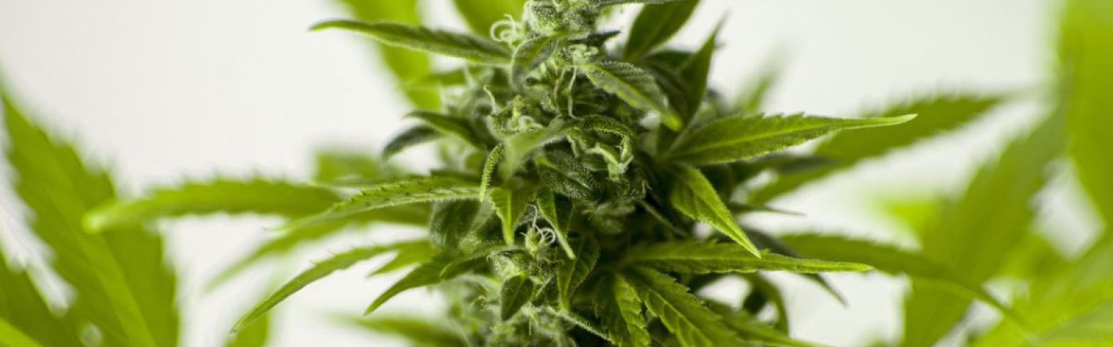 Cannabis plant flower bud garden