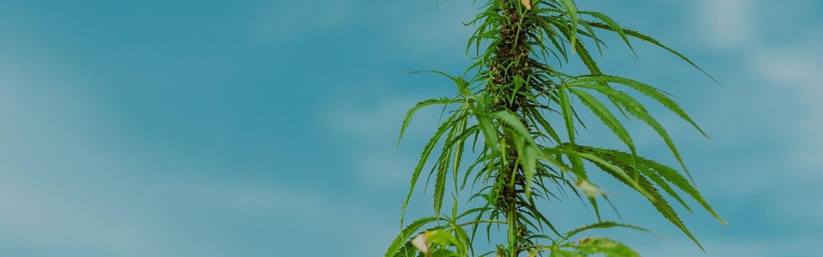 hemp plant