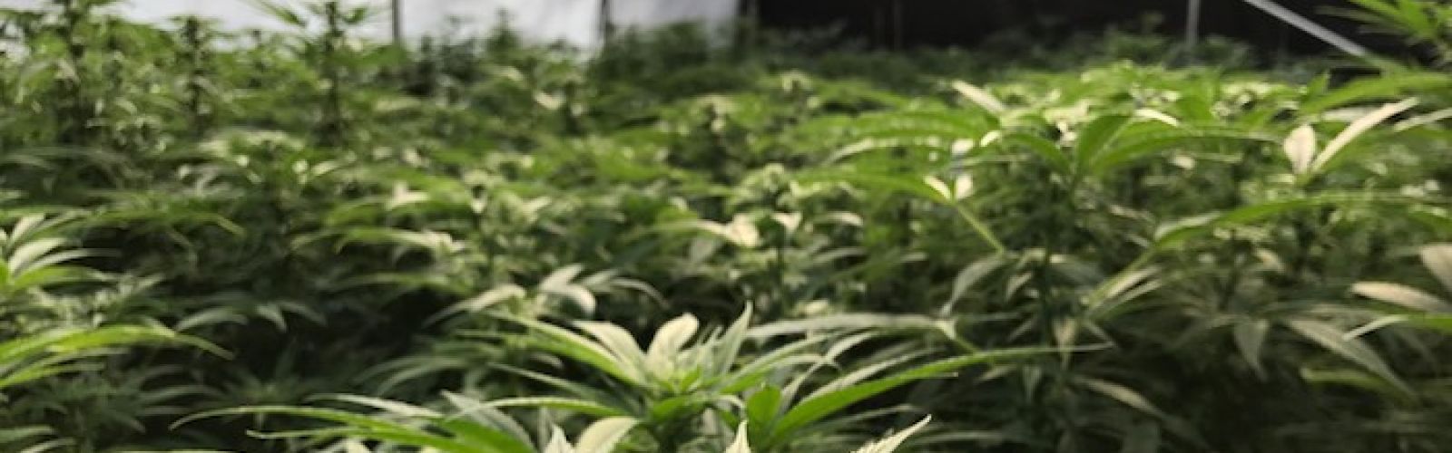 cannabis grown by Cannafornia