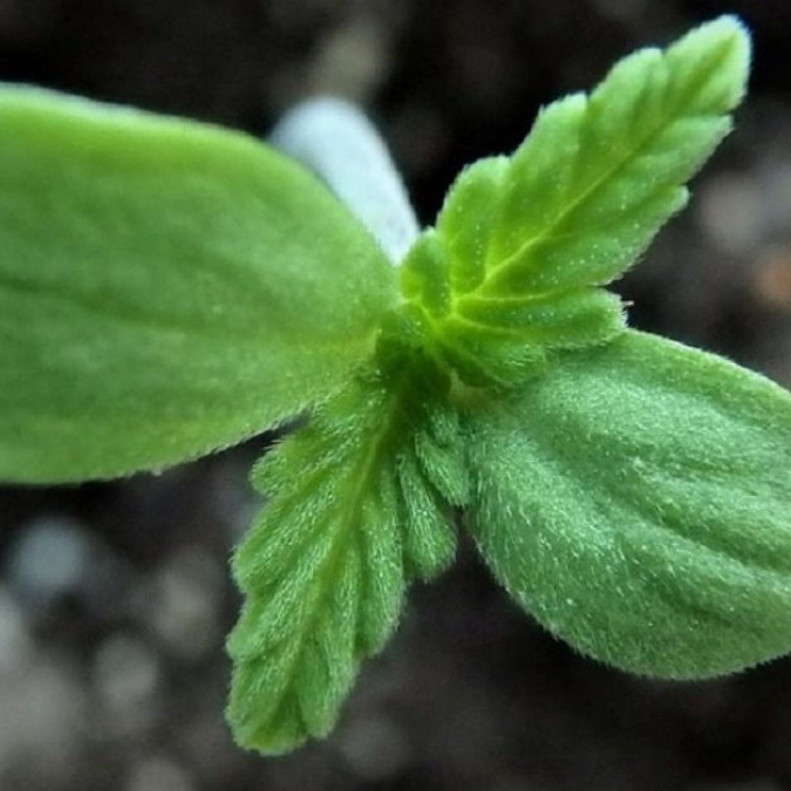 hemp seed clone plant cbd