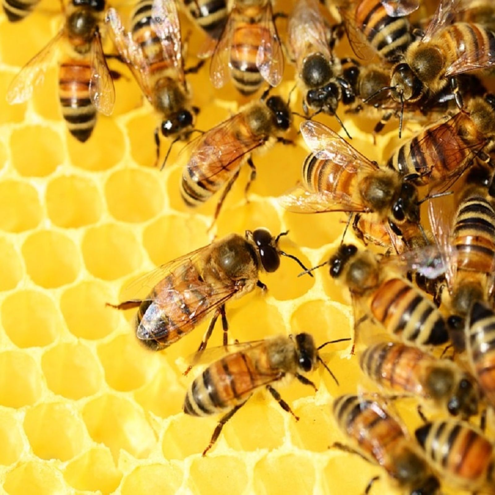 bees