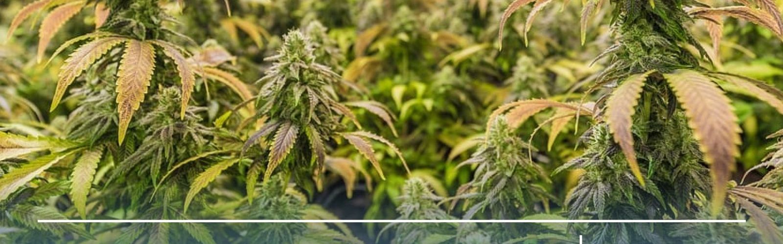 Germany Medical Cannabis