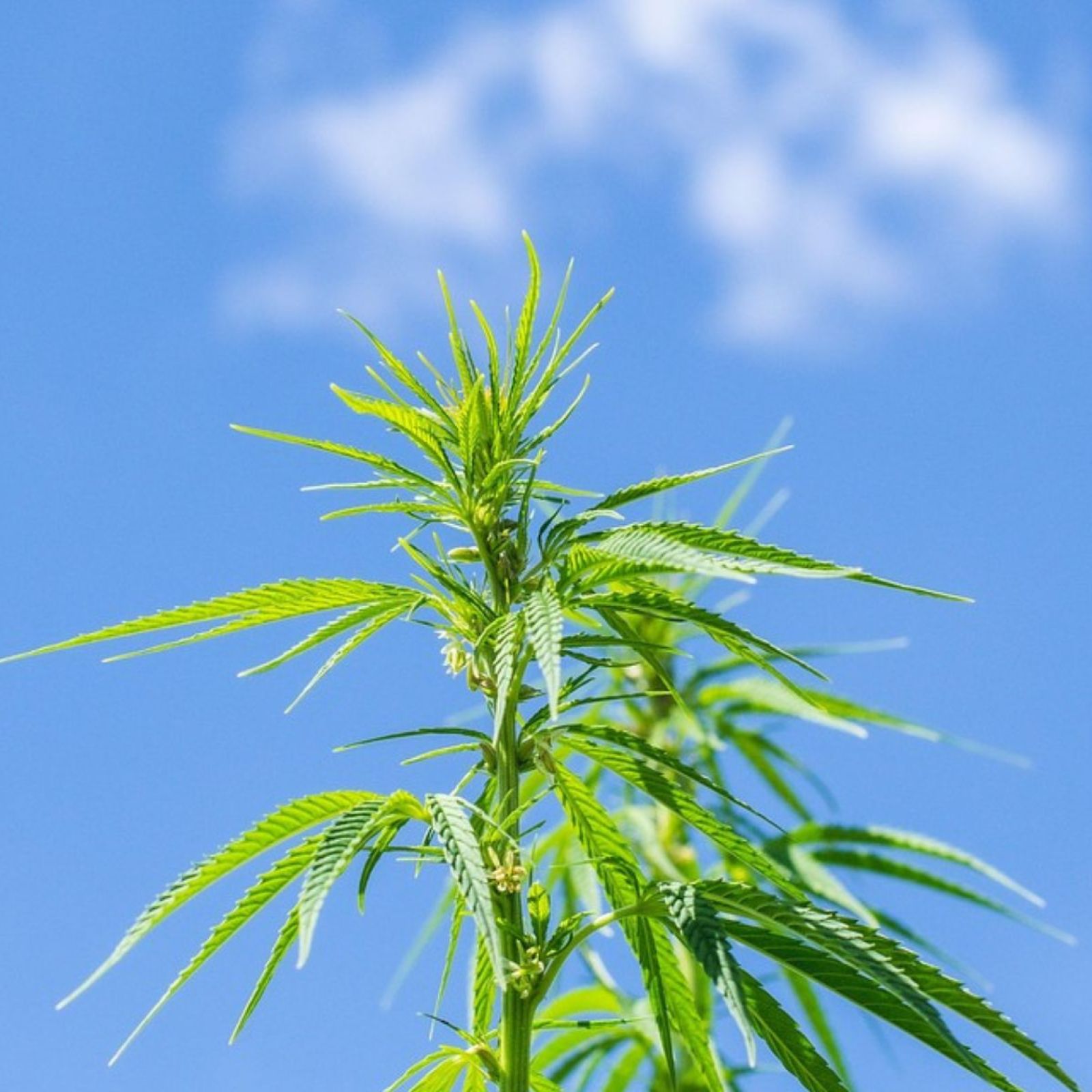 hemp plant