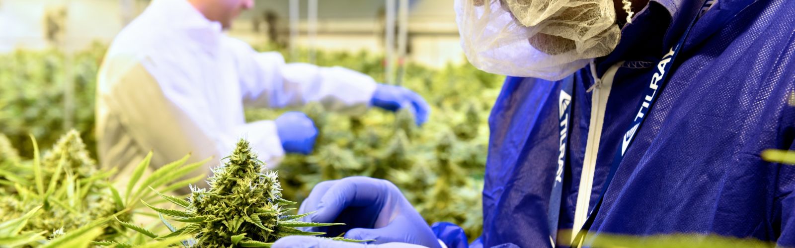 Tilray Cultivation Room