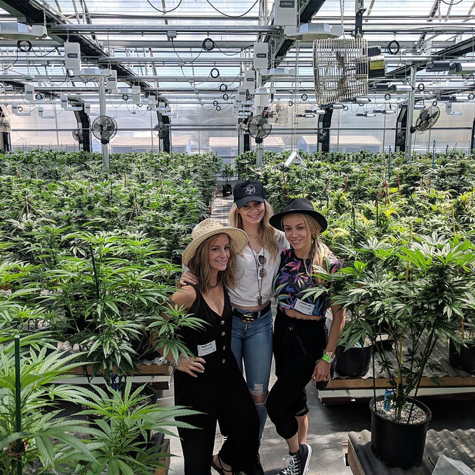 My 420 Tour