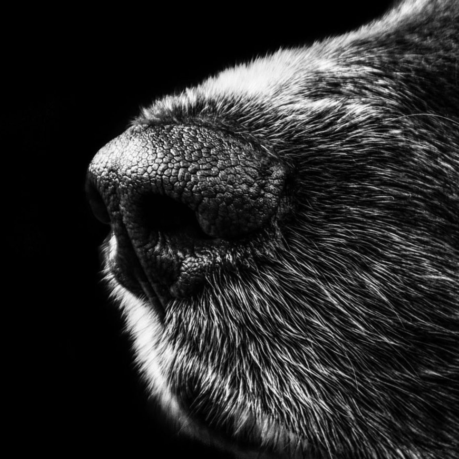 Dog Nose