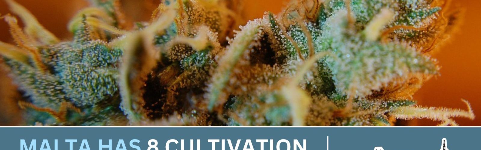 Malta cannabis cultivation associations