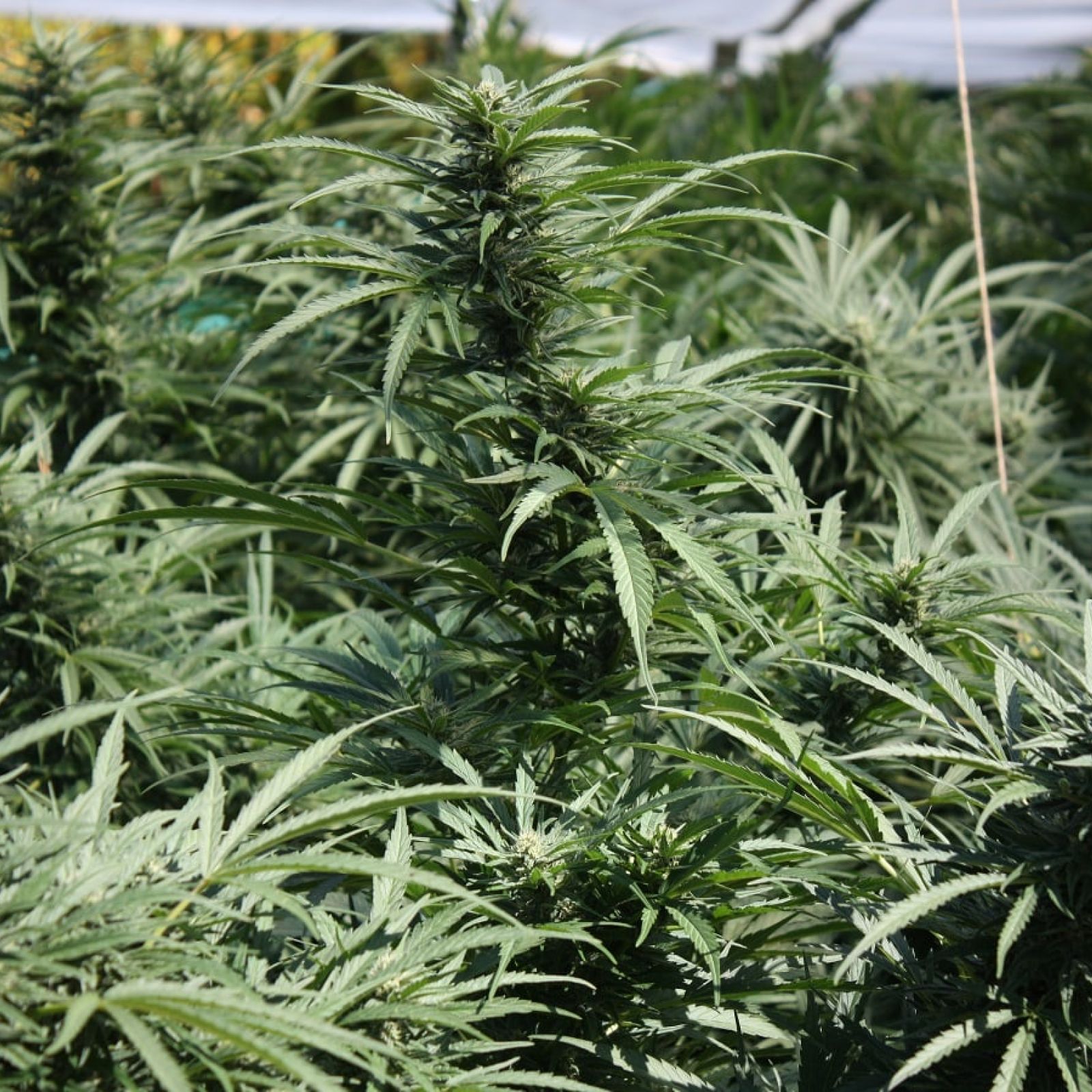 cannabis garden