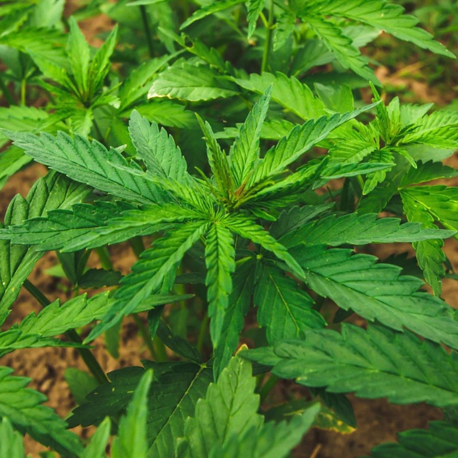 cannabis hemp plant plants