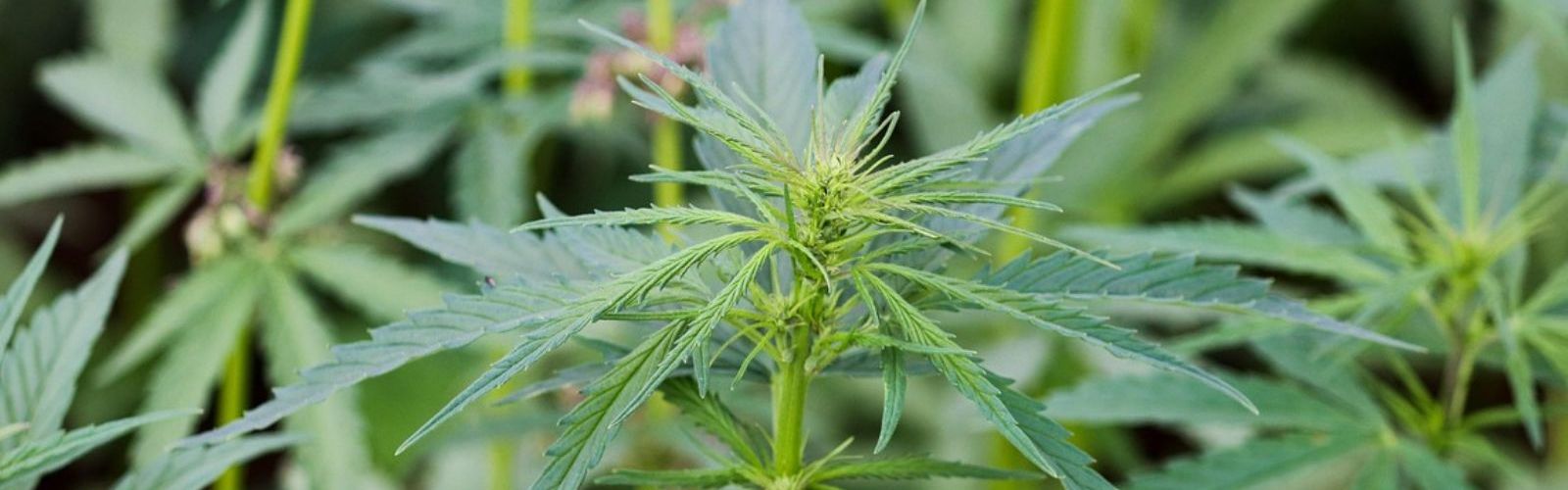 hemp plant