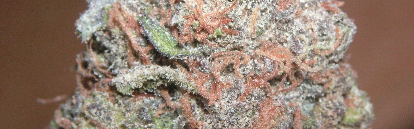 PurpleKushWeed