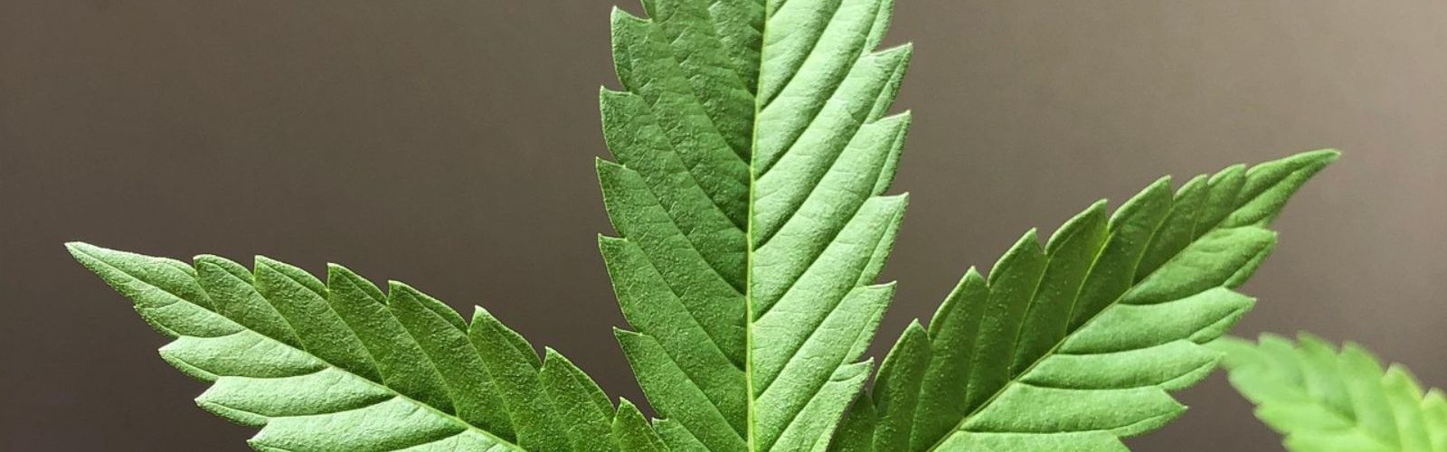 cannabis leaf leaves plant
