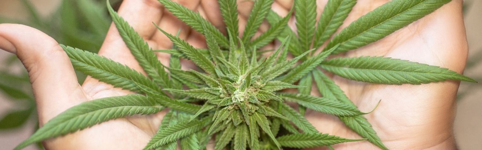 hands holding cannabis plant