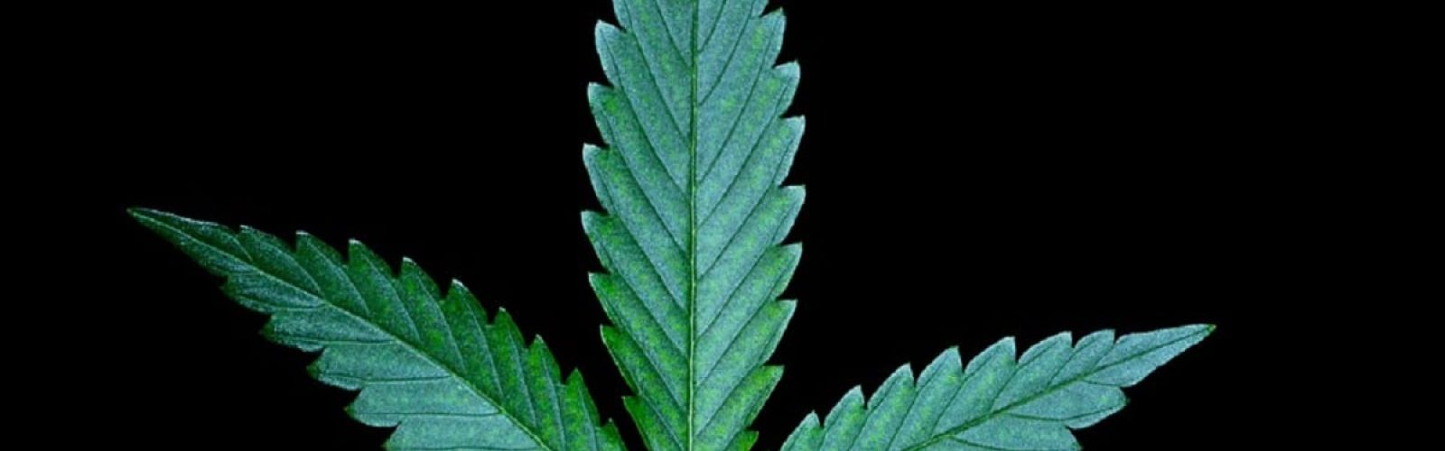 cannabis leaf