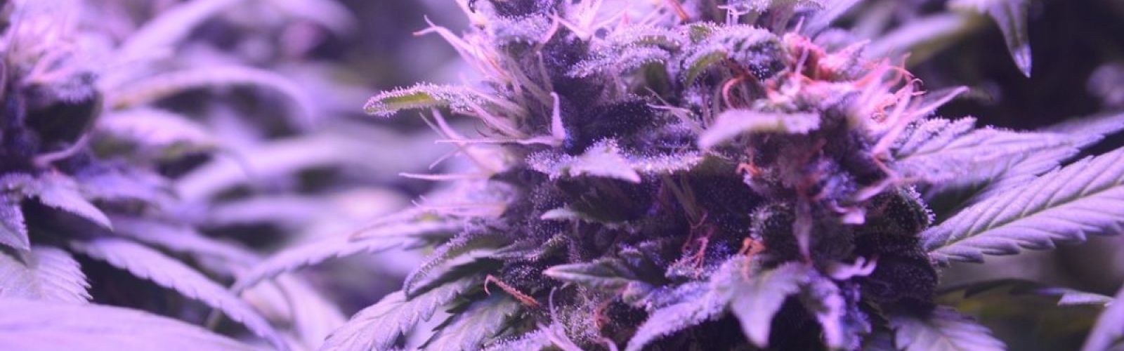 Cannabis plant flower