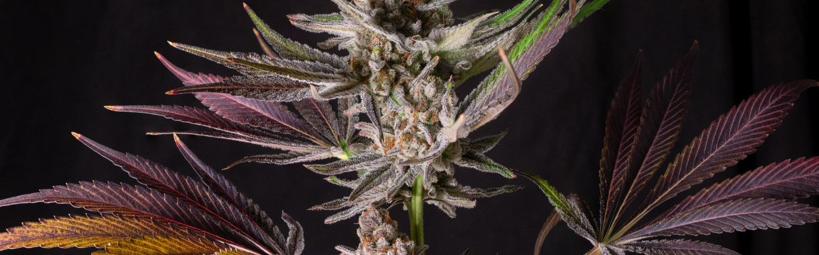 cannabis plant flower bud