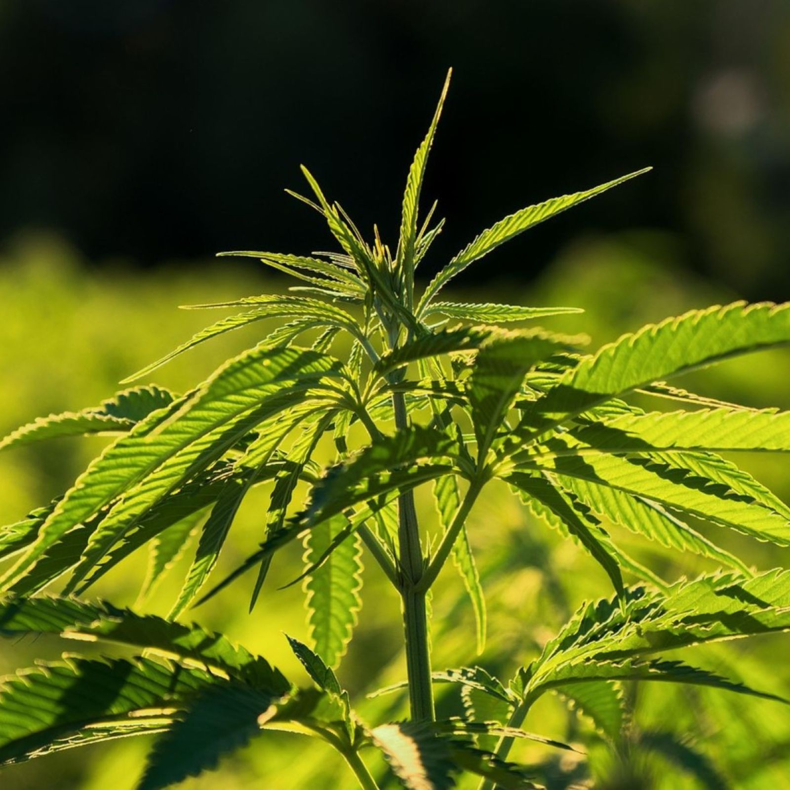 industrial-hemp-plant-field