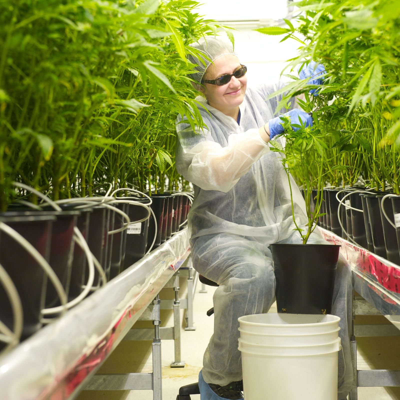 Tilray vegetative plants