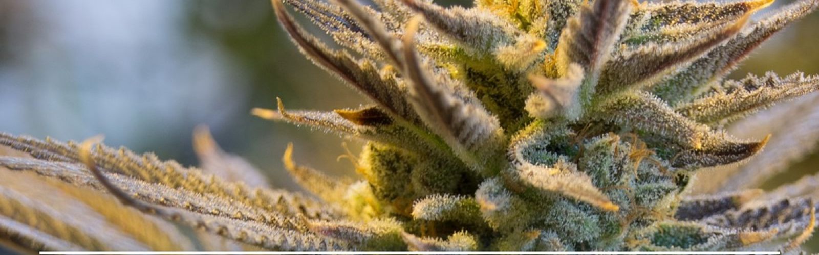 ICBC Article - Second Pillar Of German Legalization Inches Forward