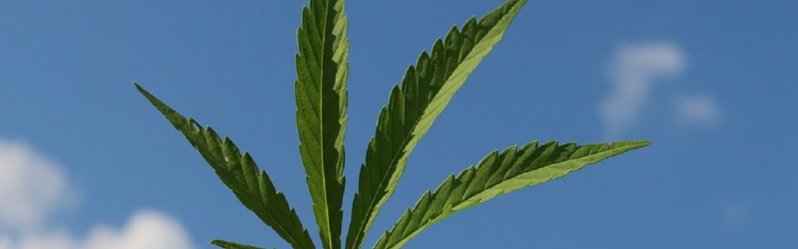 cannabis leaf