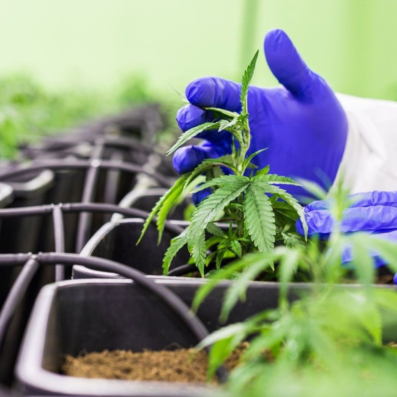 medical cannabis plants indoor garden