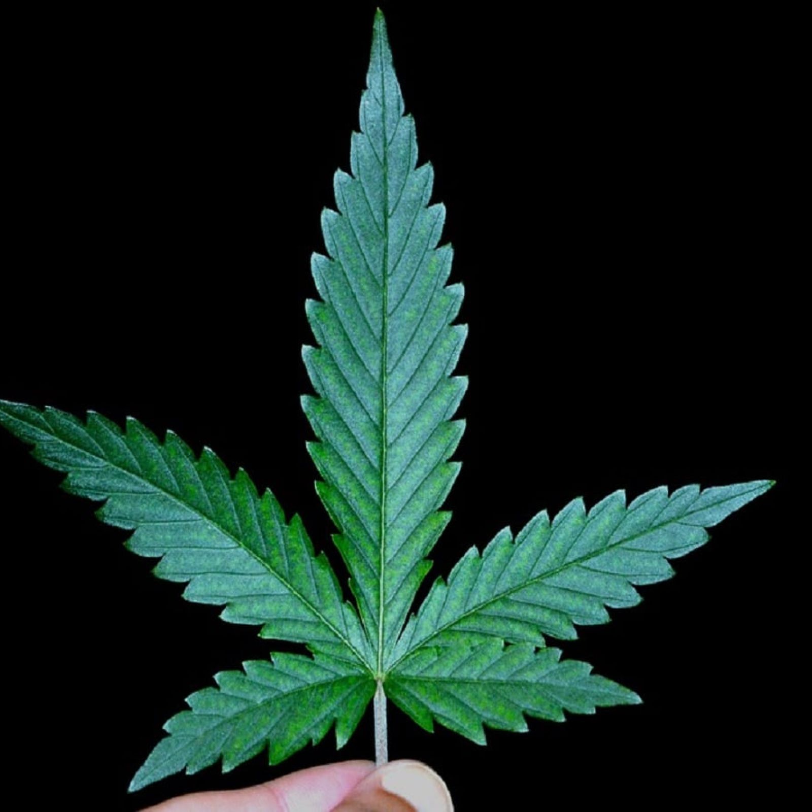 cannabis leaf